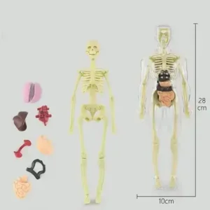 SciBlaz™ Clear Human Body Structure Model