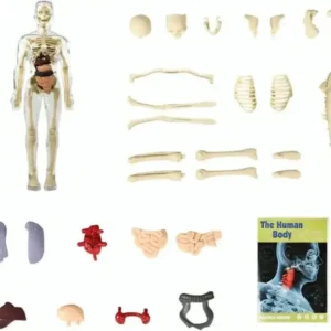 SciBlaz™ Clear Human Body Structure Model