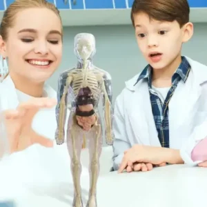 SciBlaz™ Clear Human Body Structure Model