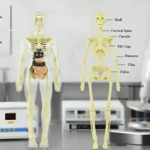 SciBlaz™ Clear Human Body Structure Model