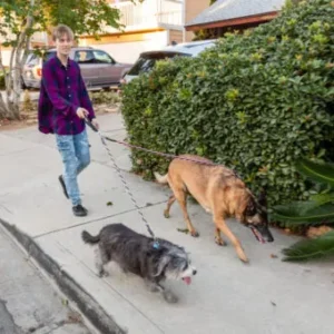 No Tangle Leash for Two Dogs