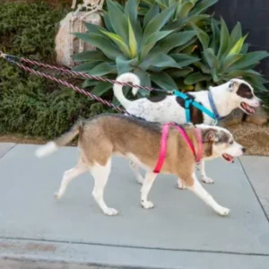 No Tangle Leash for Two Dogs